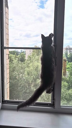 видео: кот вцепился когтями в сетку антикот и висит на ней
