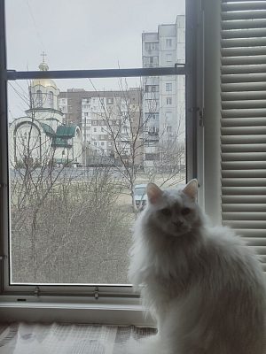 антикошка с белым профилем на окне, белый кот