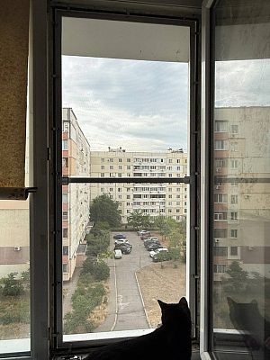 антикошка с тёмным профилем на окне